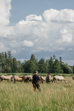 A male photographer in the wild with a camera takes pictures of wild tarpan horses