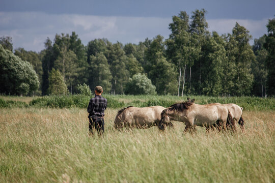 A male photographer in the wild with a camera takes pictures of wild tarpan horses