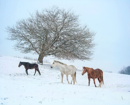 three adult female Quarter Horse mares in snow with bare tree
