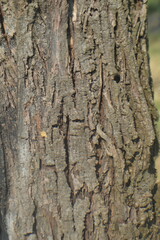 Fototapeta premium Close-Up Tree Bark Texture With Deep Cracks And Natural Wood Grain Detail Background