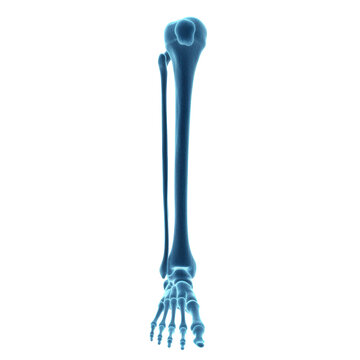 A hyper-detailed 3d medical illustration of the lower human leg and foot skeleton, anterior view, rendered in luminous blue x-ray style against a sterile white background, concept of orthopedic