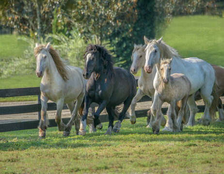 Herd of Gypsy Vanner Horses  with foal running in field