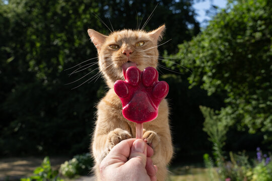 Cat licking homemade paw-shaped pet popsicle to cool down during summer heat, outdoors in garden