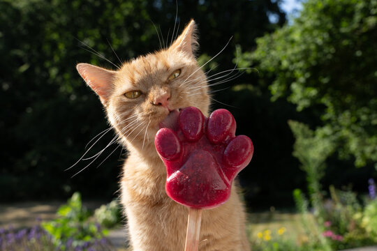 Cat licking homemade paw-shaped pet popsicle to cool down during summer heat, outdoors in garden