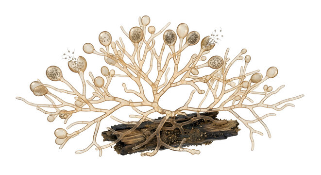 Highly Detailed Scientific 3D Render of an Aquatic Freshwater Fungus Specimen Releasing Spores Isolated on White