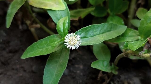 false daisy or urang-aring (Eclipta prostrata) flower blooming on the green leaf background. Traditional medicinal herb for hair care