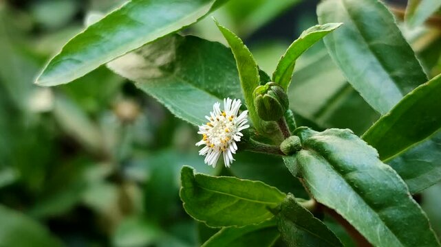 false daisy or urang-aring (Eclipta prostrata) flower blooming on the green leaf background. Traditional medicinal herb for hair care