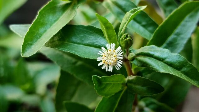 false daisy or urang-aring (Eclipta prostrata) flower blooming on the green leaf background. Traditional medicinal herb for hair care
