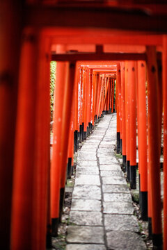 Vibrant Red Torii Gates Tunnel Pathway Leading Through a Japanese Shrine