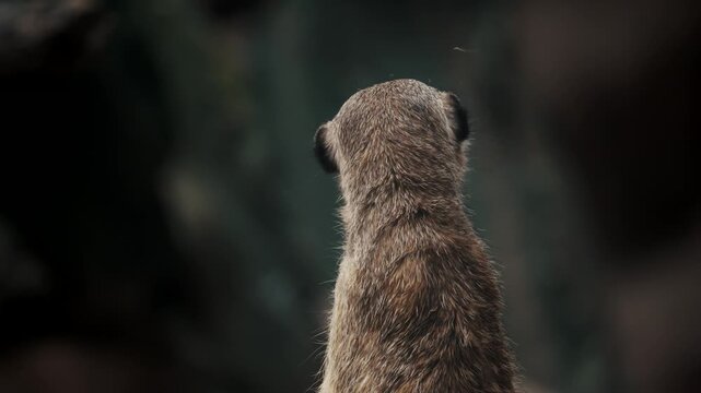 meerkat on guard