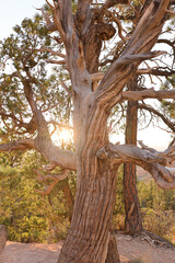 Fototapeta premium old oak tree