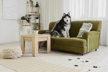Husky dog sitting on sofa with muddy paw prints in living room © Pixel-Shot