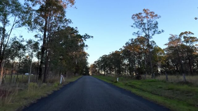 Rural Asphalt Road Through Eucalyptus Forest in Maclean Australia