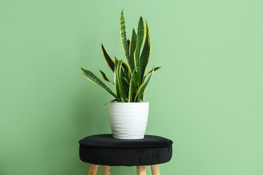 Beautiful sansevieria plant in wicker pot on stool near green wall