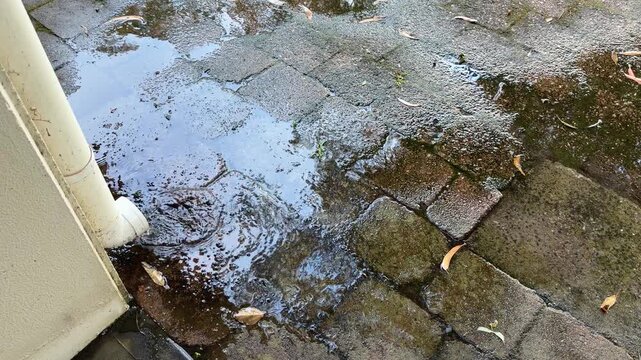 Rainwater Flowing from White PVC Gutter Downpipe onto Wet Pavement