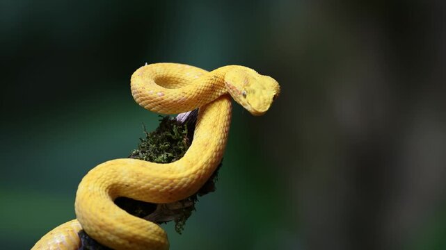 green tree python