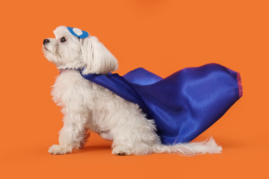 Cute little dog in superhero costume on orange background