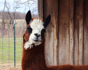 Fototapeta premium close up of a white alpaca