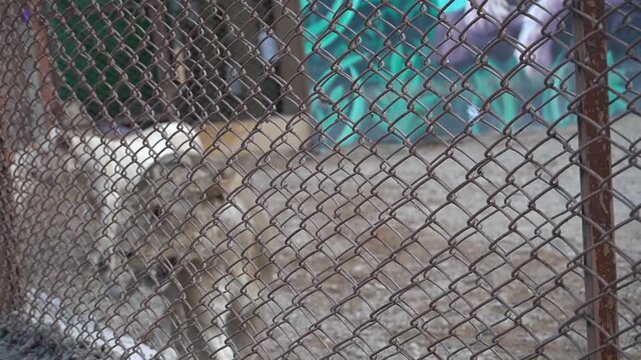 A large lion walking behind a heavy chain link wire mesh fence inside its natural habitat animal enclosure at the local zoo