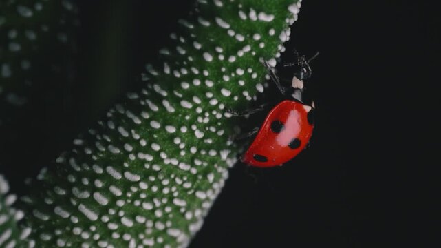 ladybug on a leaf