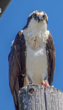Osprey with fish