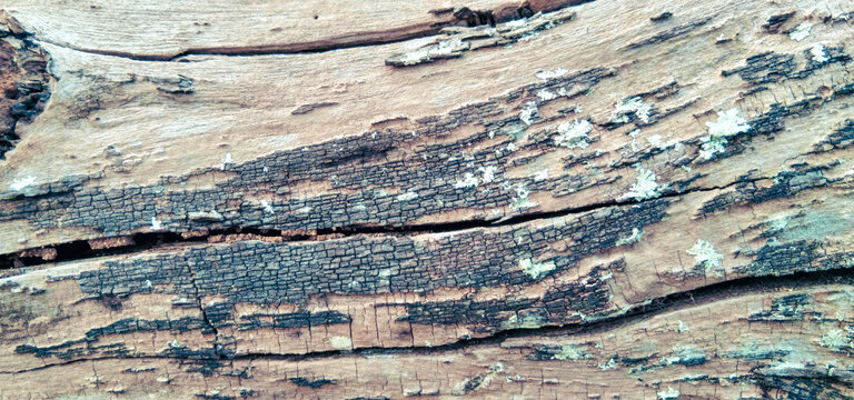Aged brown wood texture highlighting long transverse cracks and bright spots of lichen growth across the grain