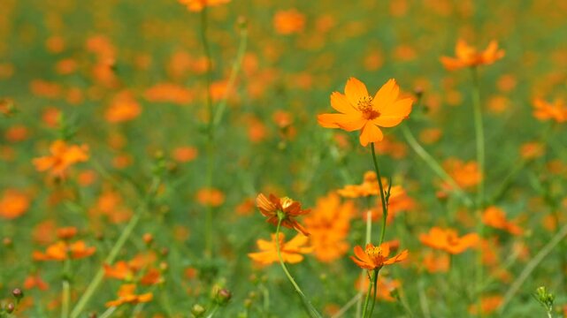 キバナコスモスを撮影した4Kスローモーション動画