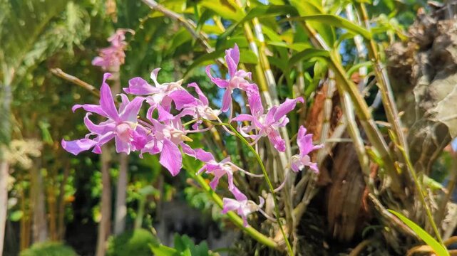 Purple flowers blooming in the garden 