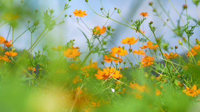 キバナコスモスを撮影した4Kスローモーション動画