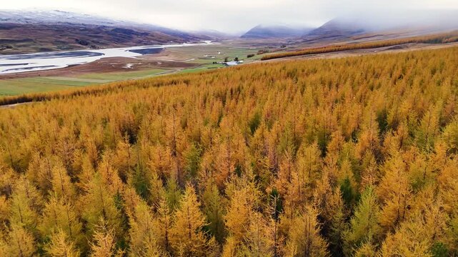 High aerial shot revealing golden larch forest and misty valley landscape in Iceland