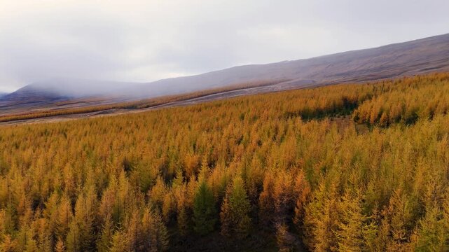 Drone footage flying close over golden larch tree canopy in autumn forest in Iceland