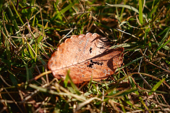Dry damaged autumn leaf on grass ground