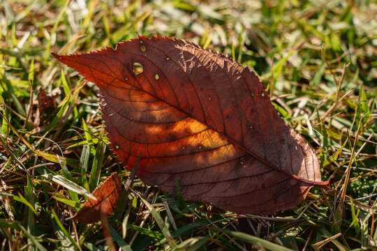 Backlit red autumn leaf on green grass