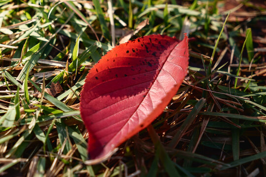 Bright red autumn leaf on green grass
