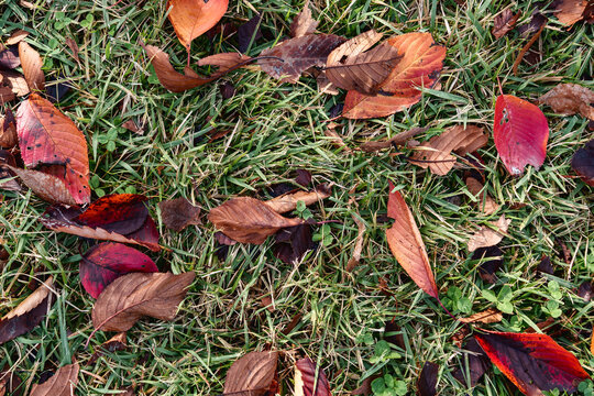 Red autumn leaves on green grass top view