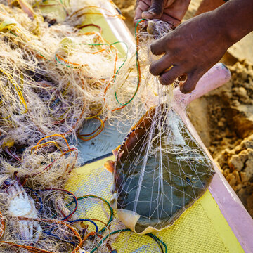 Fresh stingray caught in fishing net, Sri Lanka