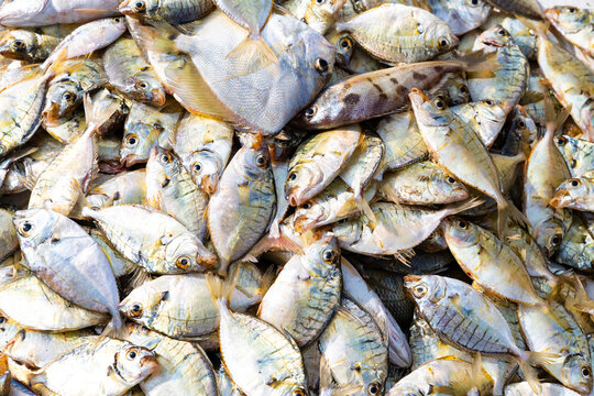 Fresh fish catch from the Indian Ocean, Sri Lanka