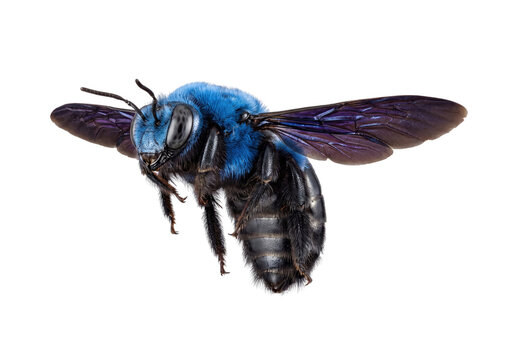 Flying blue carpenter bee macro isolated on transparent background.