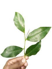 Fototapeta premium hand holding green plant