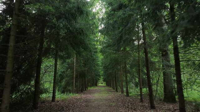 Aerial Poland forest trees foot path summer. Rural country village forest. Location of murder of Polish citizen by German soldiers, WW II. Memorial trail to mass graves prisoner of war (POW) camp.
