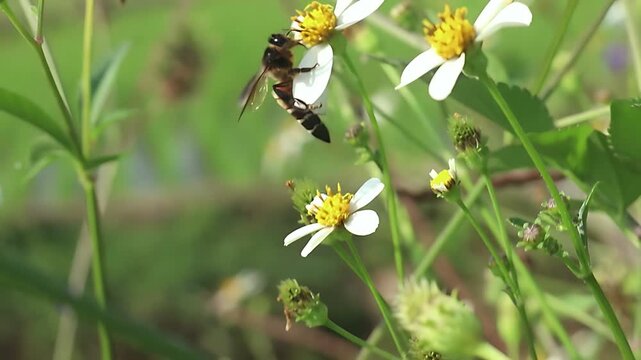 4K cinematic close up of a Giant Honey Bee (Apis dorsata) gathering nectar from white Bidens pilosa flowers beside lush rice fields in bright daylight, highlighting tropical pollination