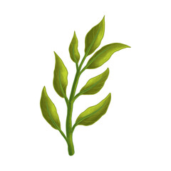 Fototapeta premium Watercolor Botanical Leafy Branch Illustration
