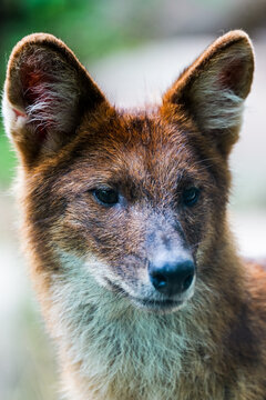 A clear front-facing image of a dhole (canine animal)