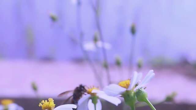 Beautiful 4K cinematic close up of a Giant Honey Bee (Apis dorsata) collecting pollen from white Bidens pilosa flowers near a rice field in sunny daylight, highlighting natural tropical biodiversity