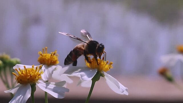 Beautiful 4K cinematic close up of a Giant Honey Bee (Apis dorsata) foraging on white Bidens pilosa flowers along a rice field in sunny daylight, gathering nectar and pollen naturally