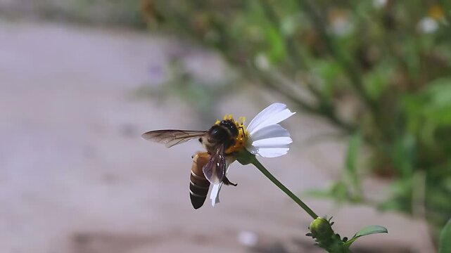 Cinematic 4K close up of a Giant Honey Bee (Apis dorsata) foraging on white Bidens pilosa flowers in full daylight, documenting nectar feeding and pollen collection in a tropical habitat