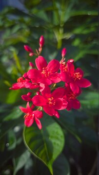 Close-up view of vibrant red Jatropha integerrima flowers blooming in natural sunlight and  unopened buds, and lush green foliage against a soft bokeh background. Ideal for themes of tropical plants.