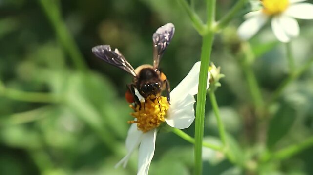 Cinematic 4K close up of a Giant Honey Bee (Apis dorsata) visiting white Bidens pilosa flowers in full daylight, documenting nectar feeding and pollen collection in a vibrant tropical habitat
