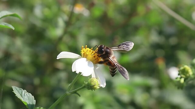 Cinematic 4K close up of a Giant Honey Bee (Apis dorsata) foraging on white Bidens pilosa flowers in warm morning light, documenting authentic nectar feeding and pollen collection in nature
