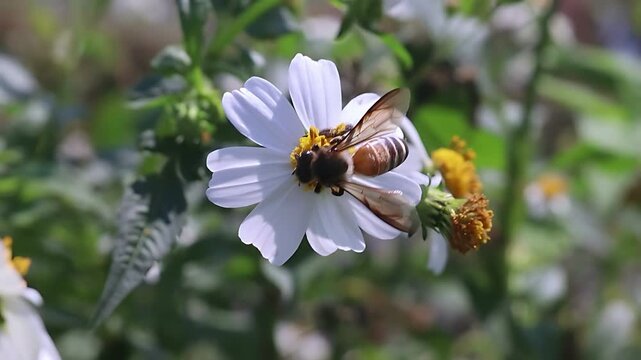 Cinematic 4K close up of a Giant Honey Bee (Apis dorsata) foraging on white Bidens pilosa flowers in warm morning light, documenting authentic nectar feeding and pollen collection in nature